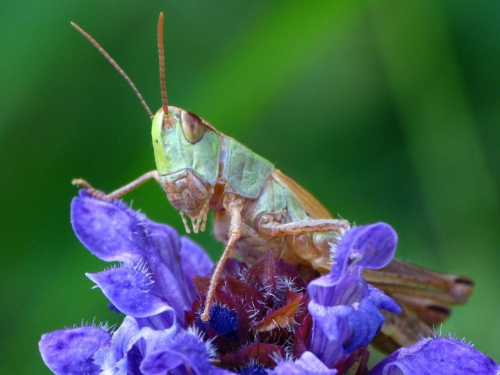 Pseudohorthippus parallelus - Gemeiner Grashüpfer