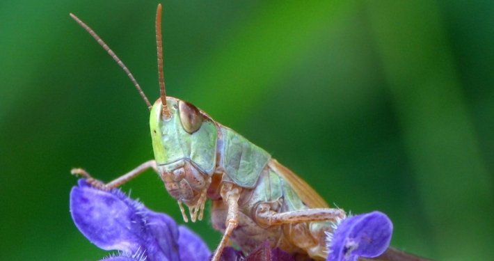 Pseudohorthippus parallelus - Gemeiner Grashüpfer