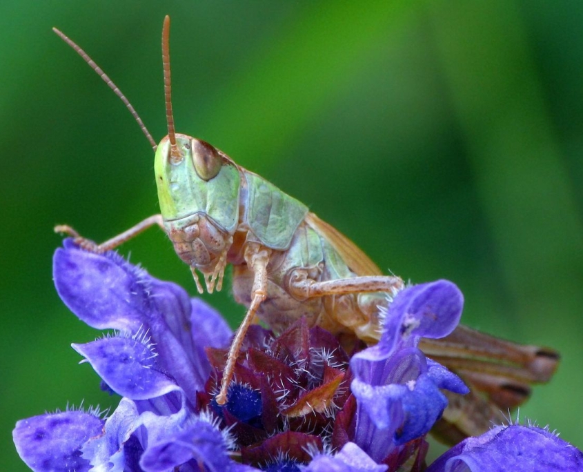 Pseudohorthippus parallelus - Gemeiner Grashüpfer
