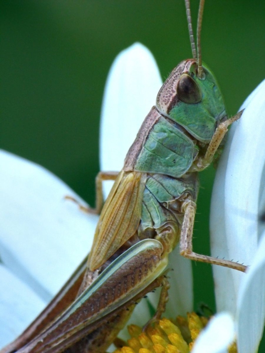 Pseudochorthippus parallelus - Gemeiner Grashüpfer