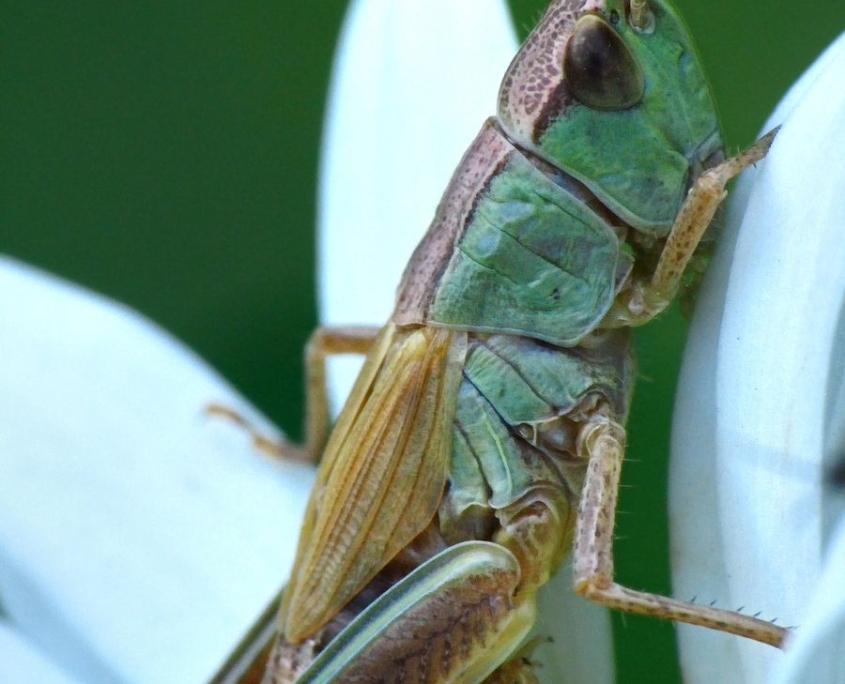 Pseudochorthippus parallelus - Gemeiner Grashüpfer