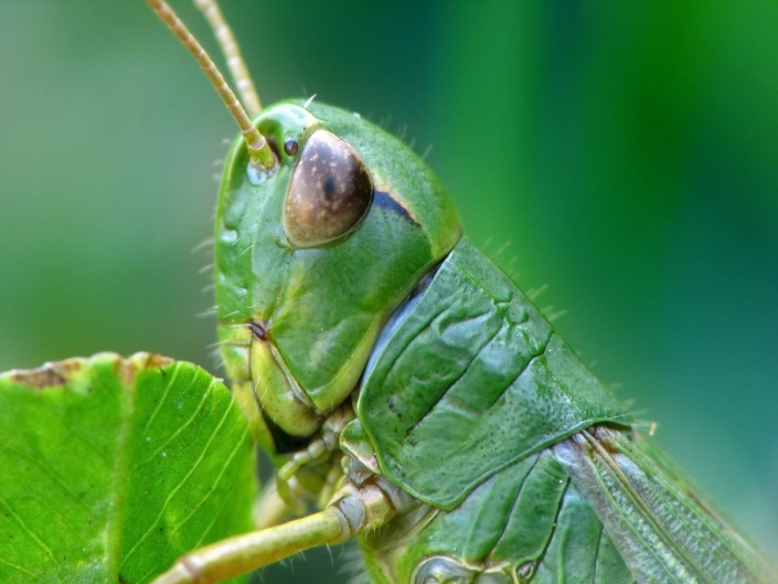 Pseudochorthippus parallelus - Gemeiner Grashüpfer