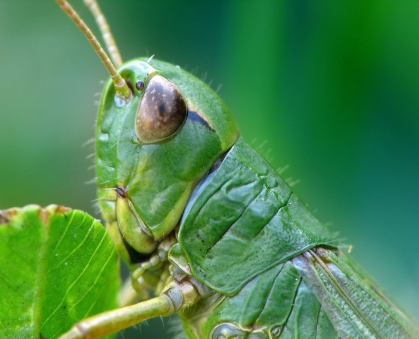 Pseudochorthippus parallelus - Gemeiner Grashüpfer