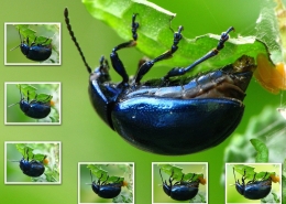 Chrysolina coerulans - Himmelblauer Blattkäfer bei der Eiablage
