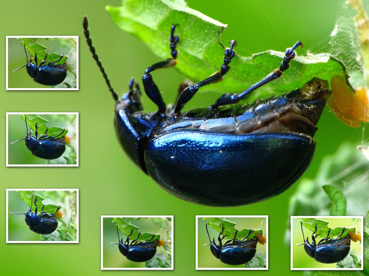 Chrysolina coerulans - Himmelblauer Blattkäfer bei der Eiablage