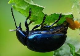 Chrysolina coerulans - Minzekäfer bei der Eiablage