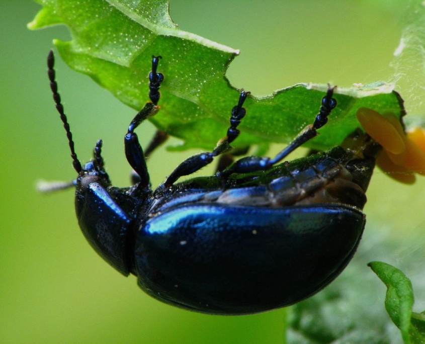 Chrysolina coerulans - Minzekäfer bei der Eiablage