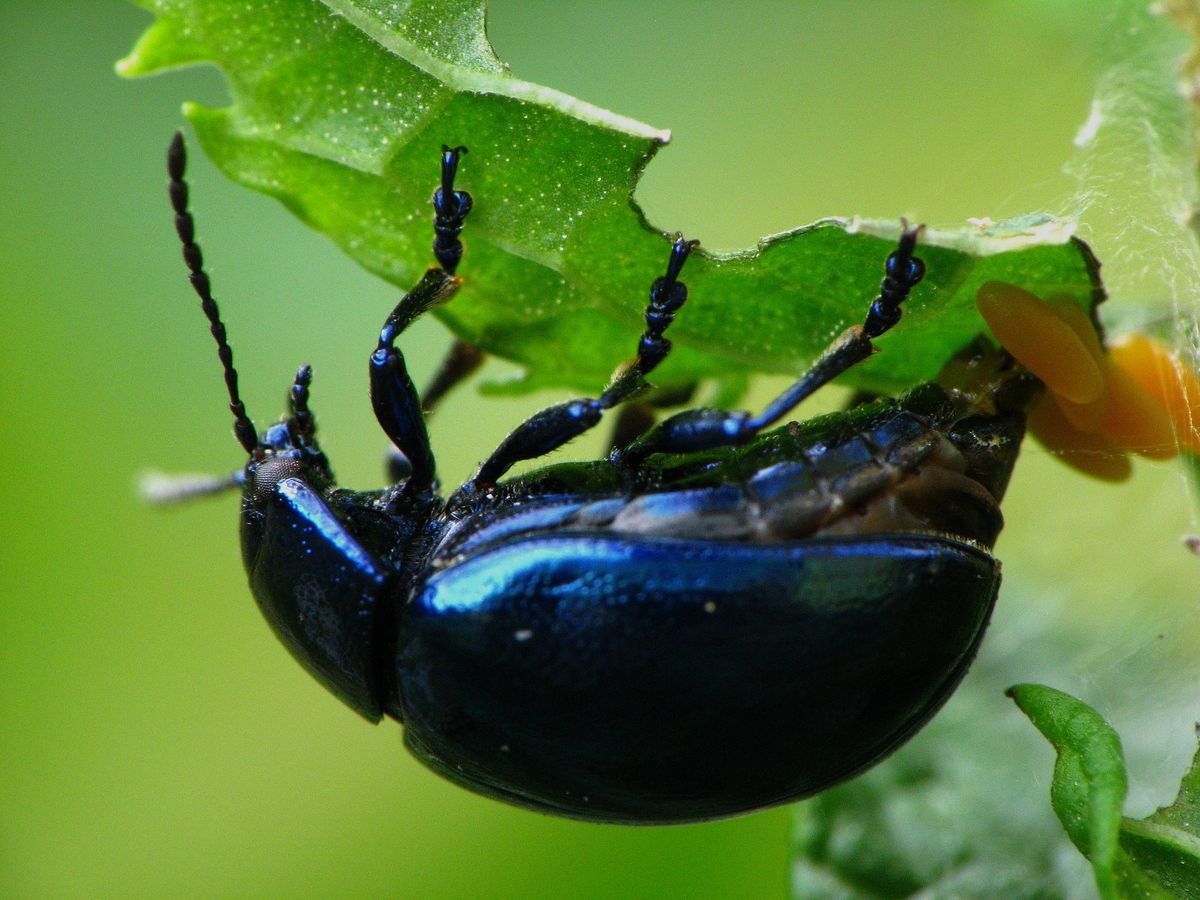 Chrysolina coerulans - Minzekäfer bei der Eiablage