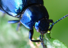Chrysolina coerulans - Himmelblauer Blattkäfer