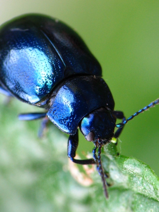 Chrysolina coerulans - Himmelblauer Blattkäfer