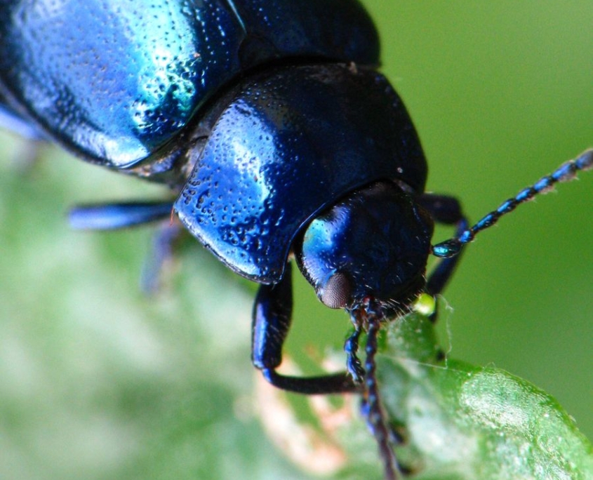 Chrysolina coerulans - Himmelblauer Blattkäfer