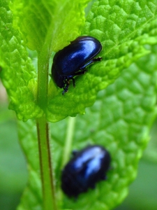 Chrysolina coerulans - Himmelblauer Blattkäfer