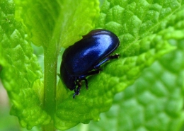 Chrysolina coerulans - Himmelblauer Blattkäfer