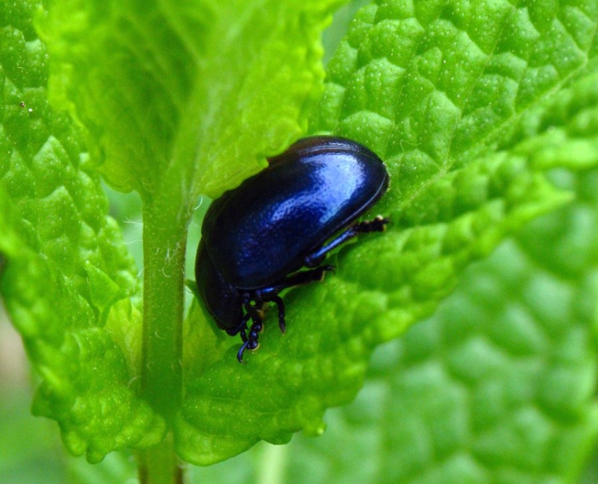 Chrysolina coerulans - Himmelblauer Blattkäfer