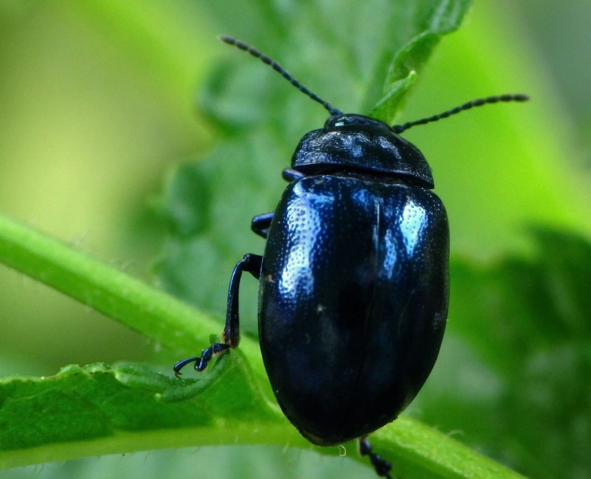 Chrysolina Coerulans - Himmelblauer Blattkäfer