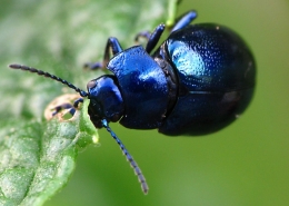 Chrysolina coerulans - Himmelblauer Blattkäfer