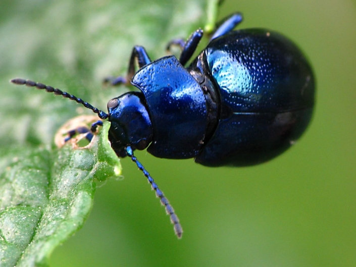 Chrysolina coerulans - Himmelblauer Blattkäfer