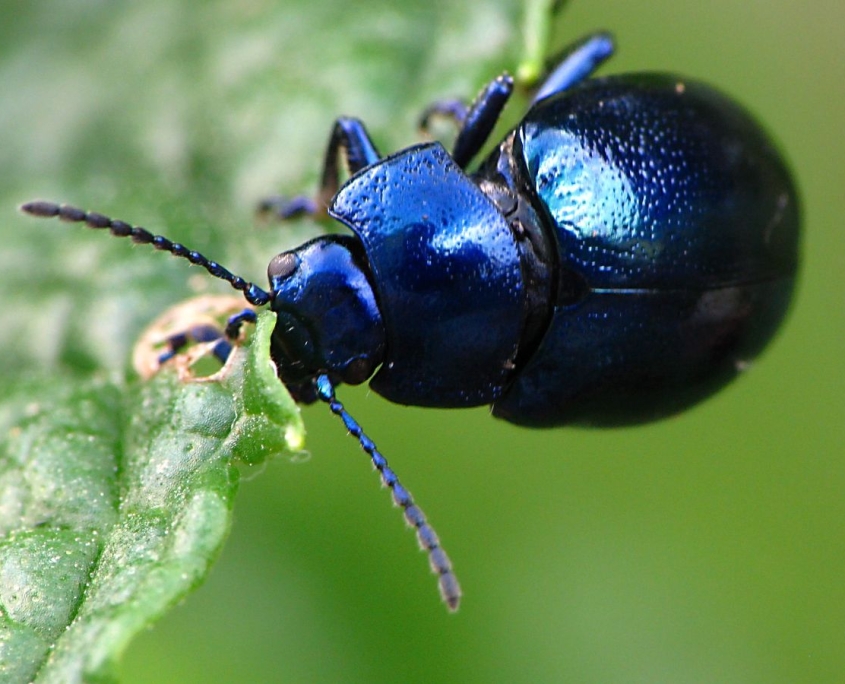 Chrysolina coerulans - Himmelblauer Blattkäfer