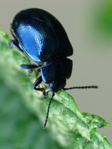 Chrysolina coerulans - Himmelblauer Blattkäfer