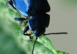 Chrysolina coerulans - Himmelblauer Blattkäfer