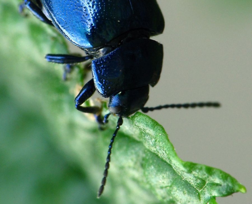 Chrysolina coerulans - Himmelblauer Blattkäfer