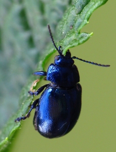 Chrysolina coerulans - Himmelblauer Blattkäfer
