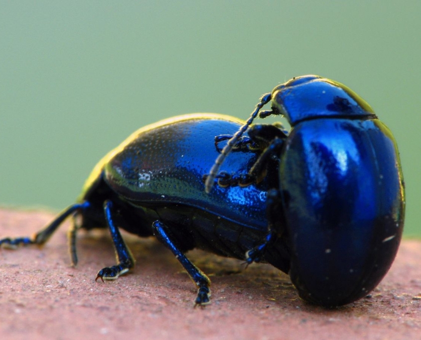 Chrysolina coerulans - Minzekäfer bei der Paarung