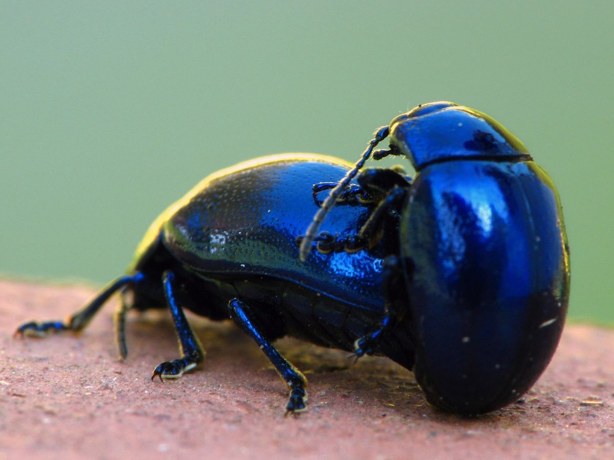 Chrysolina coerulans - Minzekäfer bei der Paarung