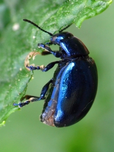 Chrysolina coerulans - Himmelblauer Blattkäfer