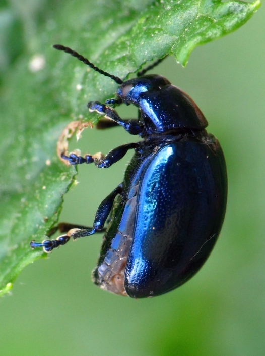 Chrysolina coerulans - Himmelblauer Blattkäfer