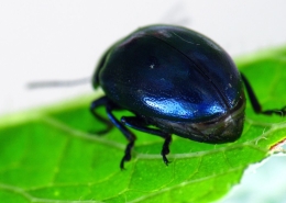 Chrysolina coerulans - Himmelblauer Blattkäfer
