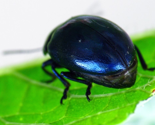 Chrysolina coerulans - Himmelblauer Blattkäfer