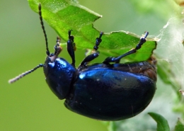 Chrysolina coerulans - Himmelblauer Blattkäfer