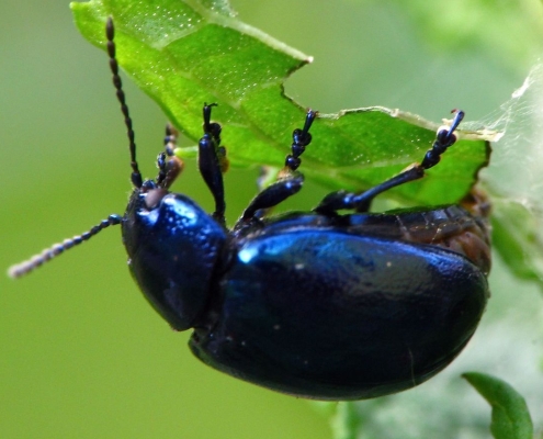 Chrysolina coerulans - Himmelblauer Blattkäfer