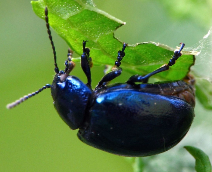 Chrysolina coerulans - Himmelblauer Blattkäfer