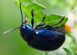 Bei der Eiablage: Chrysolina coerulans - Himmelblauer Blattkäfer