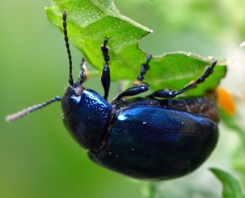 Bei der Eiablage: Chrysolina coerulans - Himmelblauer Blattkäfer