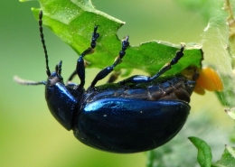 Bei der Eiablage: Chrysolina coerulans - Himmelblauer Blattkäfer