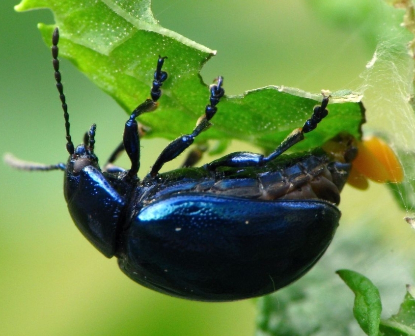 Bei der Eiablage: Chrysolina coerulans - Himmelblauer Blattkäfer