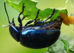Bei der Eiablage: Chrysolina coerulans - Himmelblauer Blattkäfer
