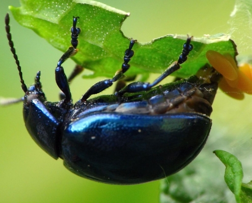 Bei der Eiablage: Chrysolina coerulans - Himmelblauer Blattkäfer