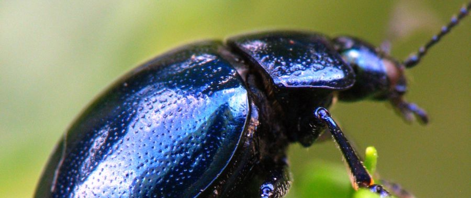 Chrysolina coerulans - Himmelblauer Blattkäfer