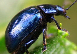 Chrysolina coerulans - Himmelblauer Blattkäfer