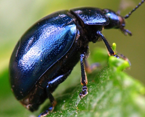 Chrysolina coerulans - Himmelblauer Blattkäfer