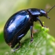 Chrysolina coerulans - Himmelblauer Blattkäfer