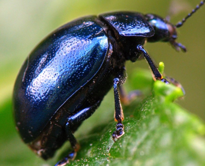 Chrysolina coerulans - Himmelblauer Blattkäfer
