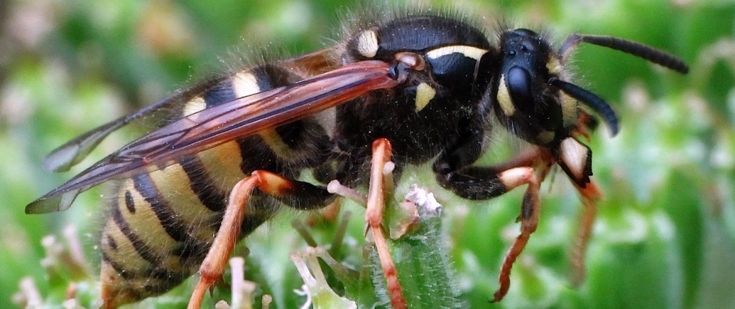 Dolichovespula adulterina - Falsche Kuckuckswespe