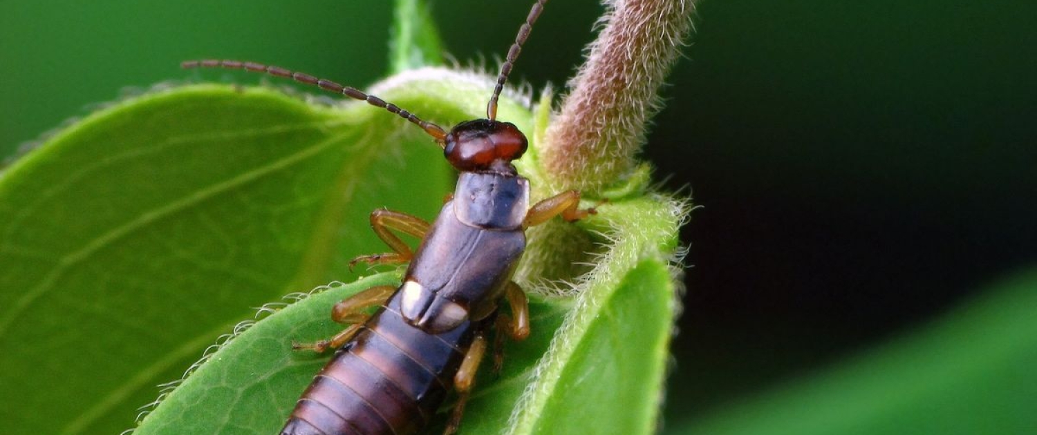 Forficula auricularia – Gemeiner Ohrwurm