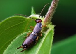 Forficula auricularia – Gemeiner Ohrwurm