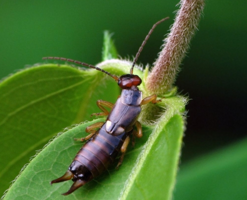 Forficula auricularia – Gemeiner Ohrwurm